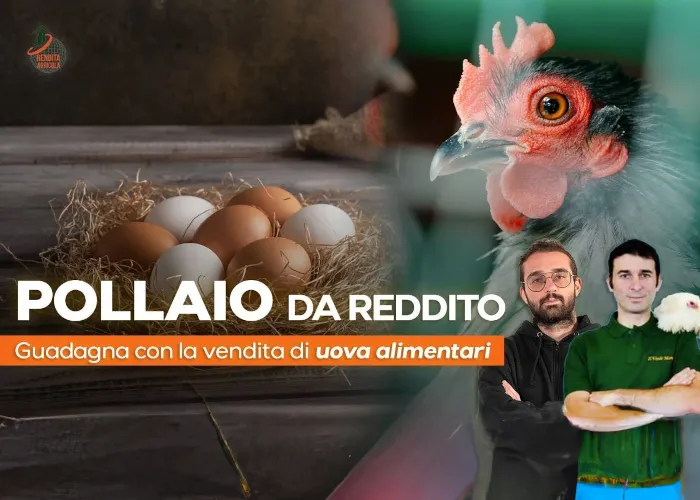 [CORSO GRATIS] Pollaio da Reddito – Rendita Agricola