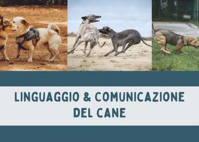 [CORSO GRATIS] Linguaggio e Comunicazione del Cane – Educazione Cinofila