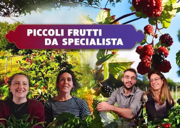[CORSO GRATIS] Piccoli Frutti da Specialista – Rendita Agricola