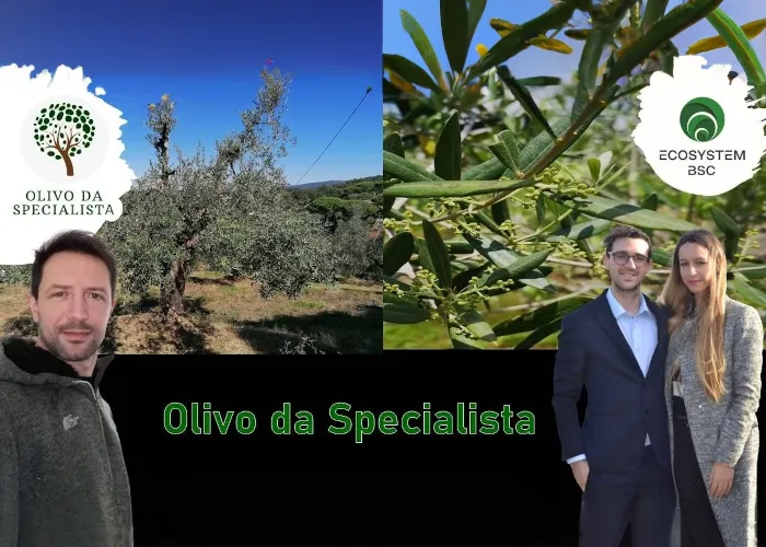 [CORSO GRATIS] Olivo Da Specialista – Rendita Agricola