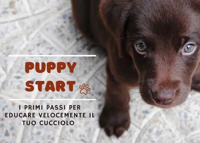 [CORSO GRATIS] Puppy Start – Educazione Cinofila